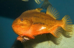 Lumpsucker (Cyclopterus lumpus) Lumpsucker (Cyclopterus lumpus)