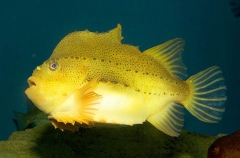 Lumpsucker (Cyclopterus lumpus) Lumpsucker (Cyclopterus lumpus)