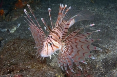 Luna Lionfish (Pterois lunulata) Luna Lionfish (Pterois lunulata)