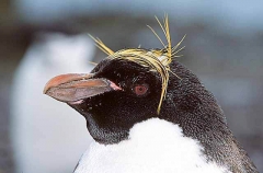 Macaroni Penguin (Eudyptes chrysolophus)