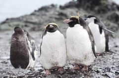 Macaroni Penguin (Eudyptes chrysolophus)