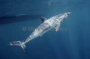 Mako Shark (Isurus oxyrinchus) Mako Shark (Isurus oxyrinchus)