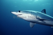 Mako Shark (Isurus oxyrinchus) Mako Shark (Isurus oxyrinchus)