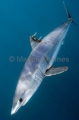 Shortfin Mako Shark (Isurus oxyrinchus) Shortfin Mako Shark (Isurus oxyrinchus)