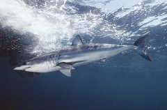 Mako Shark (Isurus oxyrinchus) Mako Shark (Isurus oxyrinchus)