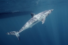 Mako Shark (Isurus oxyrinchus) Mako Shark (Isurus oxyrinchus)