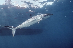 Mako Shark (Isurus oxyrinchus) Mako Shark (Isurus oxyrinchus)