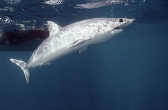 Mako Shark (Isurus oxyrinchus) Mako Shark (Isurus oxyrinchus)