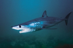 Mako Shark (Isurus oxyrinchus) Mako Shark (Isurus oxyrinchus)
