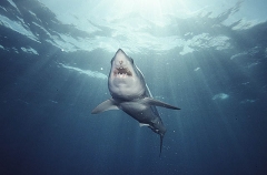 Mako Shark (Isurus oxyrinchus) Mako Shark (Isurus oxyrinchus)