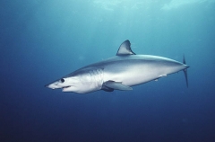 Mako Shark (Isurus oxyrinchus) Mako Shark (Isurus oxyrinchus)