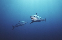 Mako Sharks (Isurus oxyrinchus) Mako Sharks (Isurus oxyrinchus)