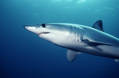 Mako Shark (Isurus oxyrinchus) Mako Shark (Isurus oxyrinchus)