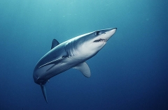 Mako Shark (Isurus oxyrinchus) Mako Shark (Isurus oxyrinchus)