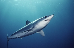 Mako Shark (Isurus oxyrinchus) Mako Shark (Isurus oxyrinchus)