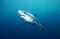 Mako Shark (Isurus oxyrinchus) Mako Shark (Isurus oxyrinchus)