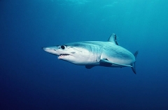 Mako Shark (Isurus oxyrinchus) Mako Shark (Isurus oxyrinchus)