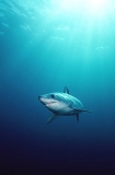Mako Shark (Isurus oxyrinchus) Mako Shark (Isurus oxyrinchus)