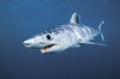 Shortfin Mako Shark (Isurus oxyrinchus) Shortfin Mako Shark (Isurus oxyrinchus)