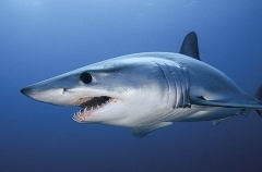 Shortfin Mako Shark (Isurus oxyrinchus) Shortfin Mako Shark (Isurus oxyrinchus)