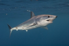 Shortfin Mako Shark (Isurus oxyrinchus) Shortfin Mako Shark (Isurus oxyrinchus)