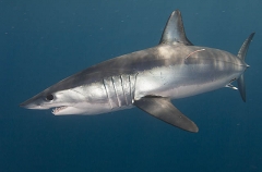 Shortfin Mako Shark (Isurus oxyrinchus) Shortfin Mako Shark (Isurus oxyrinchus)