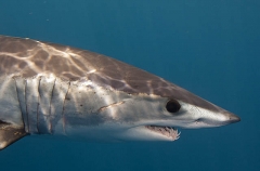 Shortfin Mako Shark (Isurus oxyrinchus) Shortfin Mako Shark (Isurus oxyrinchus)