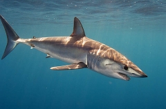 Shortfin Mako Shark (Isurus oxyrinchus) Shortfin Mako Shark (Isurus oxyrinchus)