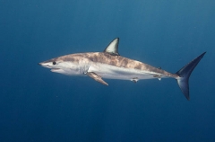 Shortfin Mako Shark (Isurus oxyrinchus) Shortfin Mako Shark (Isurus oxyrinchus)