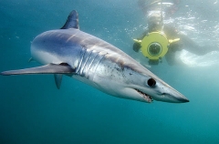 Shortfin Mako Shark (Isurus oxyrinchus) Shortfin Mako Shark (Isurus oxyrinchus)