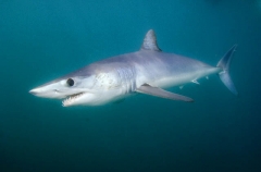 Shortfin Mako Shark (Isurus oxyrinchus) Shortfin Mako Shark (Isurus oxyrinchus)
