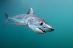 Shortfin Mako Shark (Isurus oxyrinchus) Shortfin Mako Shark (Isurus oxyrinchus)