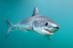 Shortfin Mako Shark (Isurus oxyrinchus) Shortfin Mako Shark (Isurus oxyrinchus)