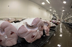 Shortfin Mako Shark (Isurus oxyrinchus) Shortfin Mako Shark (Isurus oxyrinchus)