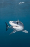 Shortfin Mako Shark (Isurus oxyrinchus) Shortfin Mako Shark (Isurus oxyrinchus)