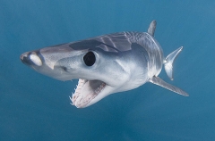 Shortfin Mako Shark (Isurus oxyrinchus) Shortfin Mako Shark (Isurus oxyrinchus)