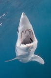 Shortfin Mako Shark (Isurus oxyrinchus) Shortfin Mako Shark (Isurus oxyrinchus)