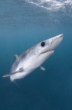 Shortfin Mako Shark (Isurus oxyrinchus) Shortfin Mako Shark (Isurus oxyrinchus)