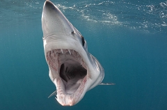 Shortfin Mako Shark (Isurus oxyrinchus) Shortfin Mako Shark (Isurus oxyrinchus)