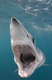 Shortfin Mako Shark (Isurus oxyrinchus) Shortfin Mako Shark (Isurus oxyrinchus)