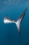 Shortfin Mako Shark (Isurus oxyrinchus) Shortfin Mako Shark (Isurus oxyrinchus)