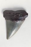 Fossilised tooth of extinct Mako Shark (Isurus hastalis) Fossilised tooth of extinct Mako Shark (Isurus hastalis)