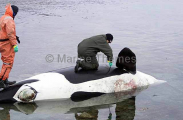 Researchers performing necropsy on Killer Whale (Orcinus orca) Researchers performing necropsy on Killer Whale (Orcinus orca)