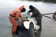 Researchers performing necropsy on Killer Whale (Orcinus orca) Researchers performing necropsy on Killer Whale (Orcinus orca)