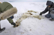 Inuit wildlife officers inspecting Polar Bear (Ursus maritimus) Inuit wildlife officers inspecting Polar Bear (Ursus maritimus)