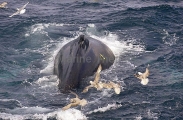 Humpback Whale (Megaptera novaeangliae) Humpback Whale (Megaptera novaeangliae)