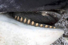 Researchers performing necropsy on Killer Whale (Orcinus orca) Researchers performing necropsy on Killer Whale (Orcinus orca)