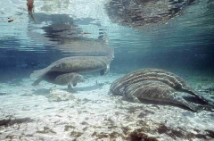 West Indian Manatees (Trichechus manatus) West Indian Manatees (Trichechus manatus)