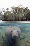 West Indian Manatee (Trichechus manatus) West Indian Manatee (Trichechus manatus)