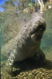 West Indian Manatee (Trichechus manatus) West Indian Manatee (Trichechus manatus)